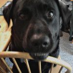 Bear Sitting in Chair